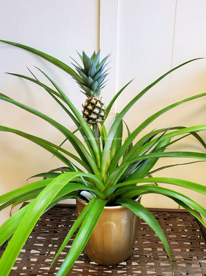 Decorative Pineapple Plant from Bakanas Florist & Gifts, flower shop in Marlton, NJ
