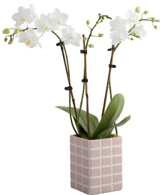 Miniature Phalaenopsis Garden from Bakanas Florist & Gifts, flower shop in Marlton, NJ