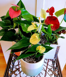BF-PL133_Anthurium_Plantslg.jpg