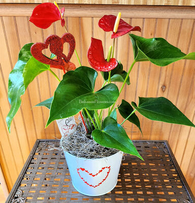 Valentine's Anthurium from Bakanas Florist & Gifts, flower shop in Marlton, NJ