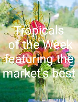 Tropicals of the Week Arrangement from Bakanas Florist & Gifts, flower shop in Marlton, NJ