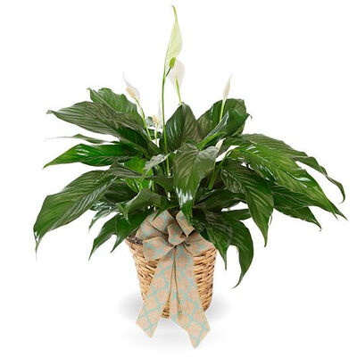 Peace Lily from Bakanas Florist & Gifts, flower shop in Marlton, NJ Peace Lily from Bakanas Florist & Gifts, flower shop in Marlton, NJ