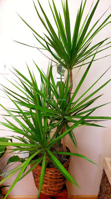 Dracaena Marginata from Bakanas Florist & Gifts, flower shop in Marlton, NJ