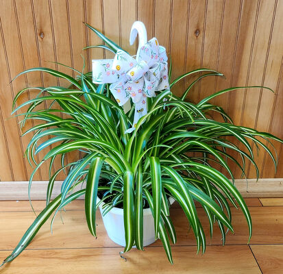 Spider Plant from Bakanas Florist & Gifts, flower shop in Marlton, NJ