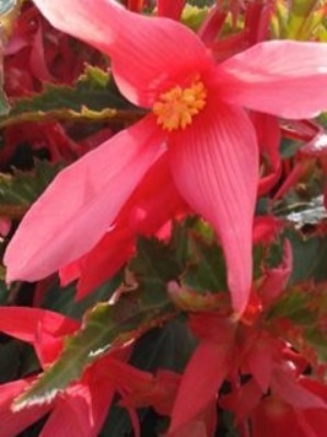 Blooming Begonia Encanto from Bakanas Florist & Gifts, flower shop in Marlton, NJ