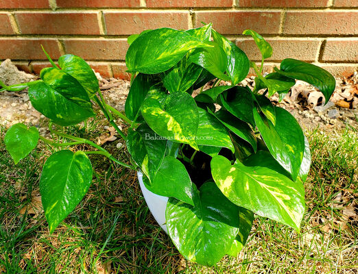 Golden Pothos from Bakanas Florist & Gifts, flower shop in Marlton, NJ