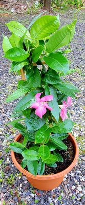 Mandevilla Planter from Bakanas Florist & Gifts, flower shop in Marlton, NJ