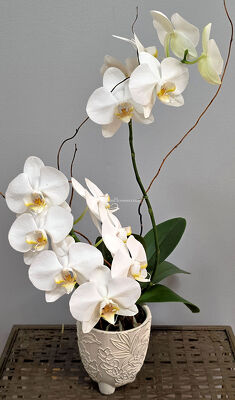 Phalaenopsis Orchid from Bakanas Florist & Gifts, flower shop in Marlton, NJ