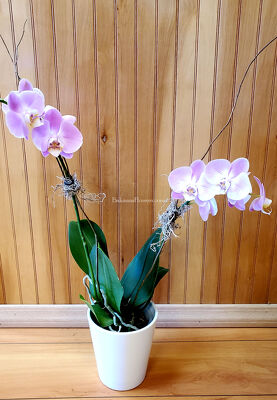 Phalaenopsis Orchid from Bakanas Florist & Gifts, flower shop in Marlton, NJ