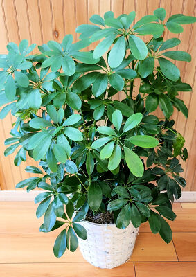 Schefflera Arbicola  from Bakanas Florist & Gifts, flower shop in Marlton, NJ