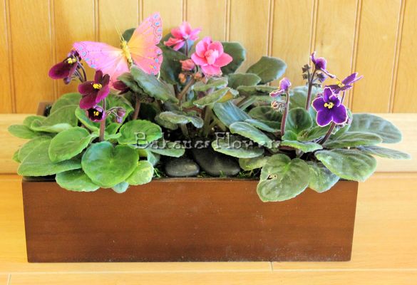African Violets Garden from Bakanas Florist & Gifts, flower shop in Marlton, NJ