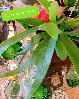 Staghorn Fern from Bakanas Florist & Gifts, flower shop in Marlton, NJ