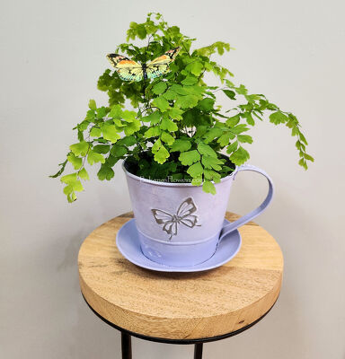 Maidenhair Fern from Bakanas Florist & Gifts, flower shop in Marlton, NJ