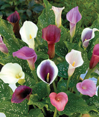 Potted Calla Lily Plants from Bakanas Florist & Gifts, flower shop in Marlton, NJ