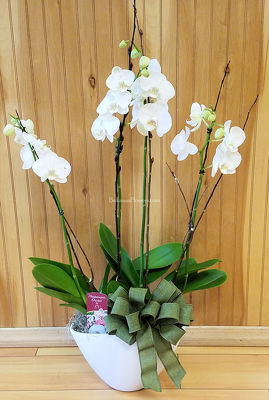 Blooming Phalaenopsis Gardens from Bakanas Florist & Gifts, flower shop in Marlton, NJ