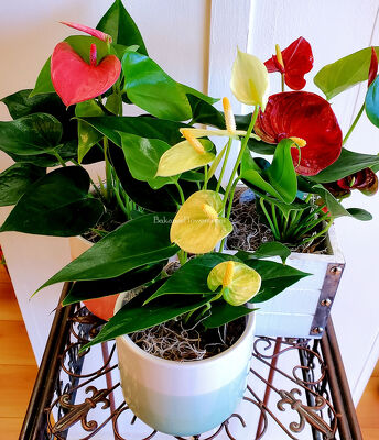 Anthurium Plant from Bakanas Florist & Gifts, flower shop in Marlton, NJ
