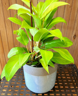 Philodendron Lemon Lime from Bakanas Florist & Gifts, flower shop in Marlton, NJ