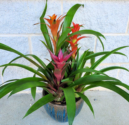 Bromeliad Plant from Bakanas Florist & Gifts, flower shop in Marlton, NJ