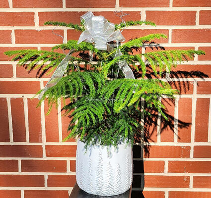 Norfolk Pine from Bakanas Florist & Gifts, flower shop in Marlton, NJ