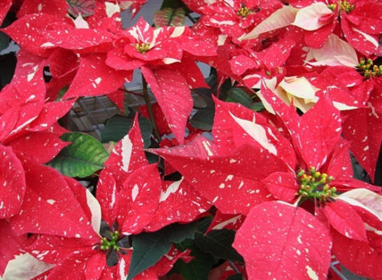 Jingle Bell Poinsettia from Bakanas Florist & Gifts, flower shop in Marlton, NJ