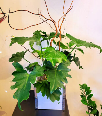 Philodendron Shangri-la from Bakanas Florist & Gifts, flower shop in Marlton, NJ