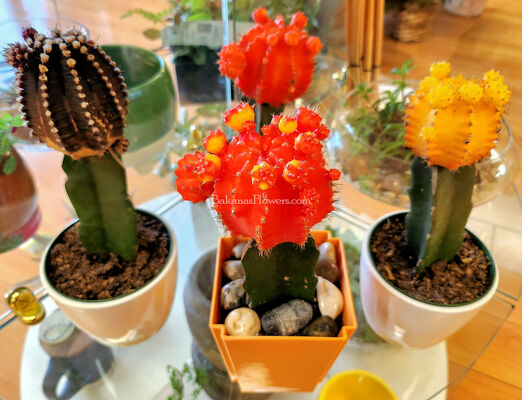 Grafted Cactus Plant from Bakanas Florist & Gifts, flower shop in Marlton, NJ