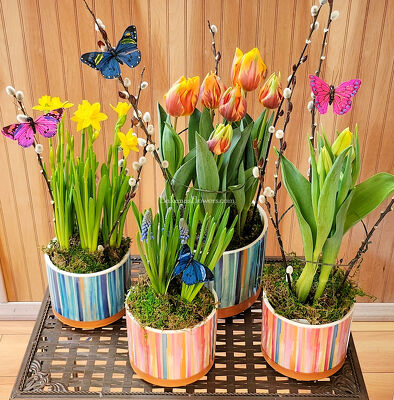Spring Bulb Plants from Bakanas Florist & Gifts, flower shop in Marlton, NJ