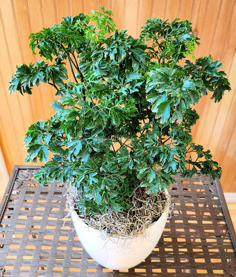 Parsley Aralia from Bakanas Florist & Gifts, flower shop in Marlton, NJ