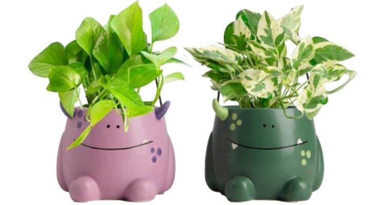 Odie Planter