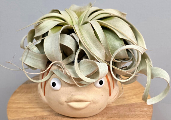 Tillandsia Xerographica Air Plant Fish Planter from Bakanas Florist & Gifts, flower shop in Marlton, NJ Tillandsia Xerographica Air Plant Fish Planter from Bakanas Florist & Gifts, flower shop in Marlton, NJ