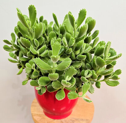 Bear Paw Succulent from Bakanas Florist & Gifts, flower shop in Marlton, NJ