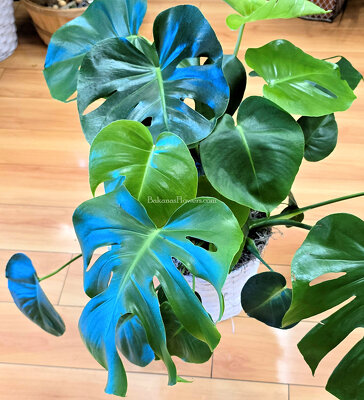 Monstera  from Bakanas Florist & Gifts, flower shop in Marlton, NJ