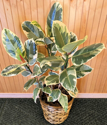 Variegated Rubber Tree from Bakanas Florist & Gifts, flower shop in Marlton, NJ