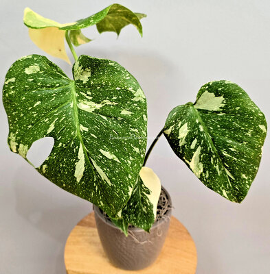 Variegated Monstera from Bakanas Florist & Gifts, flower shop in Marlton, NJ