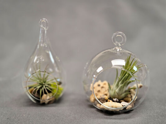 Air Plant Terrariums from Bakanas Florist & Gifts, flower shop in Marlton, NJ