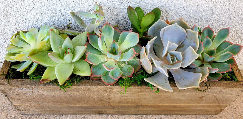 Succulent Gardens from Bakanas Florist & Gifts, flower shop in Marlton, NJ