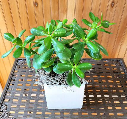 Jade Tree from Bakanas Florist & Gifts, flower shop in Marlton, NJ