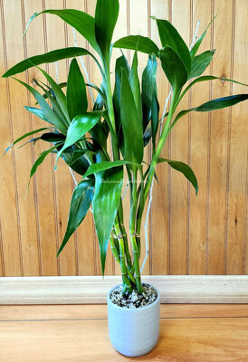 Lucky Bamboo from Bakanas Florist & Gifts, flower shop in Marlton, NJ